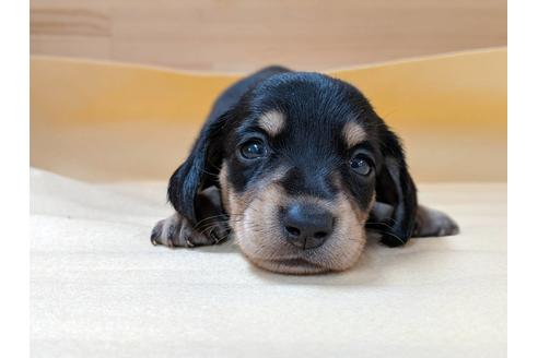 成約済の愛知県のミニチュアダックスフンド(スムースヘアード)-75884の3枚目