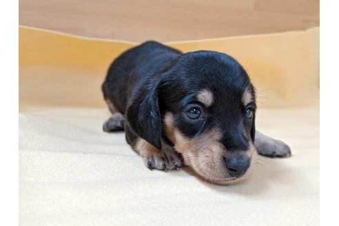 成約済の愛知県のミニチュアダックスフンド(スムースヘアード)-75884の2枚目