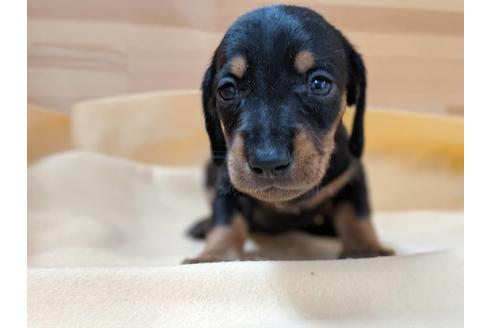 成約済の愛知県のミニチュアダックスフンド(スムースヘアード)-75886の1枚目