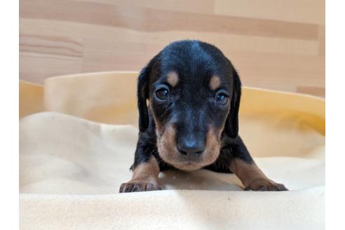 成約済の愛知県のミニチュアダックスフンド(スムースヘアード)-75886の2枚目