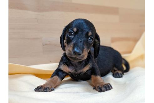 成約済の愛知県のミニチュアダックスフンド(スムースヘアード)-75887の2枚目