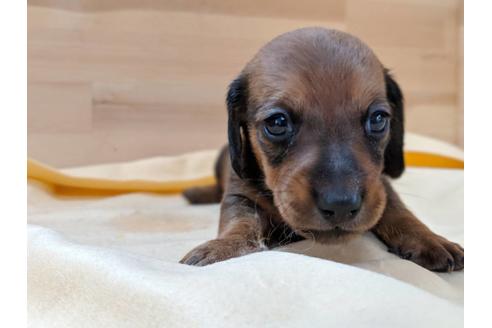 成約済の愛知県のミニチュアダックスフンド(スムースヘアード)-75888の1枚目