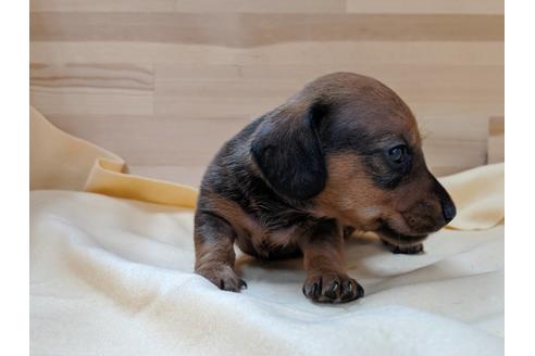 成約済の愛知県のミニチュアダックスフンド(スムースヘアード)-75888の2枚目