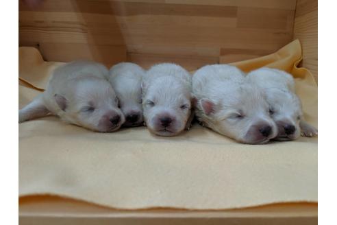 成約済の愛知県の日本スピッツ-75892の1枚目