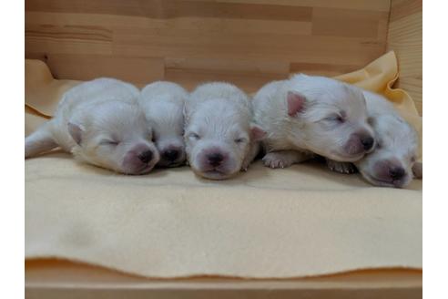 成約済の愛知県の日本スピッツ-75892の4枚目