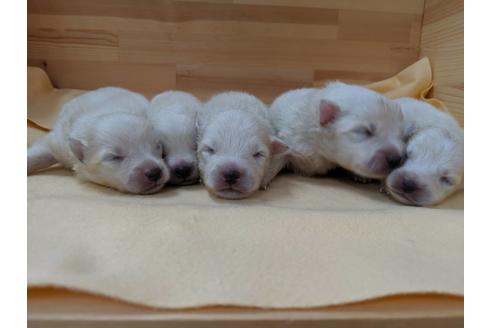 成約済の愛知県の日本スピッツ-75895の1枚目