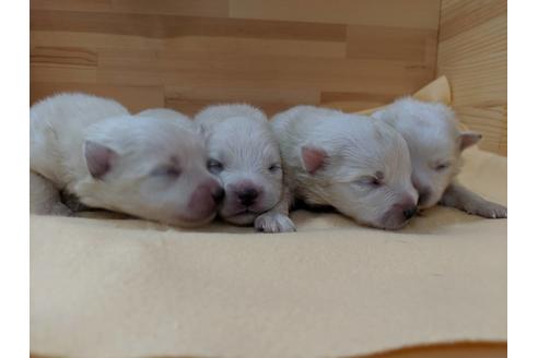 成約済の愛知県の日本スピッツ-75898の2枚目