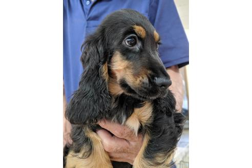 成約済の愛知県のイングリッシュコッカースパニエル-75900の3枚目