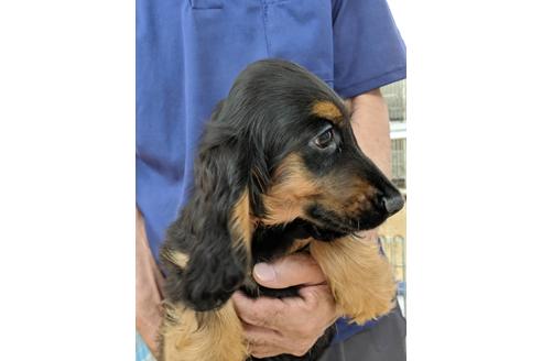 成約済の愛知県のイングリッシュコッカースパニエル-75902の4枚目