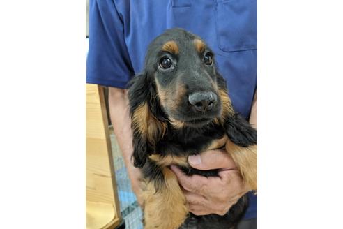 成約済の愛知県のイングリッシュコッカースパニエル-75902の3枚目