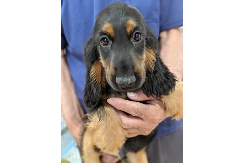 成約済の愛知県のイングリッシュコッカースパニエル-75902