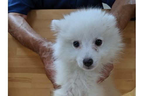 成約済の愛知県の日本スピッツ-75903