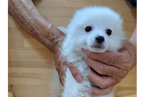 成約済の愛知県の日本スピッツ-75903の2枚目