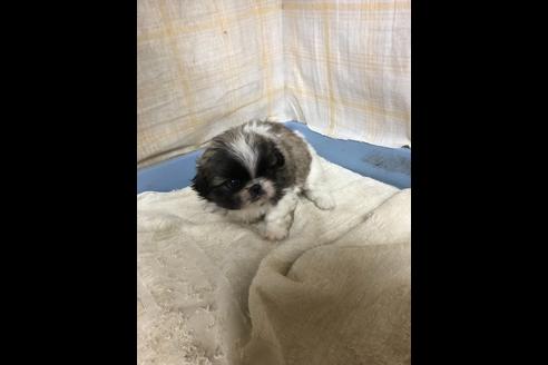 成約済の愛知県のペキニーズ-75904