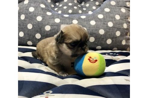 成約済の香川県のミックス犬-75560の2枚目