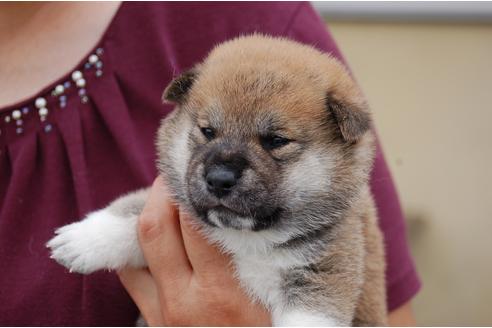 成約済の埼玉県の柴犬-75969の1枚目