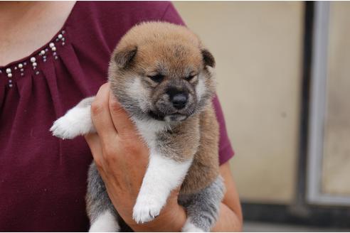 成約済の埼玉県の柴犬-75969の4枚目