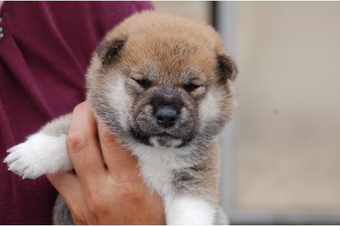成約済の埼玉県の柴犬-75969の3枚目