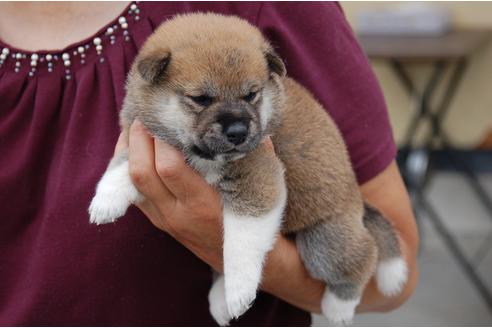 成約済の埼玉県の柴犬-75969の2枚目