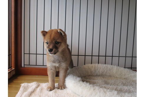 成約済の岡山県の豆柴-74328