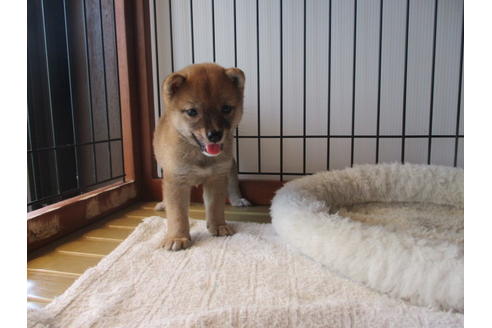 成約済の岡山県の豆柴-74328の2枚目