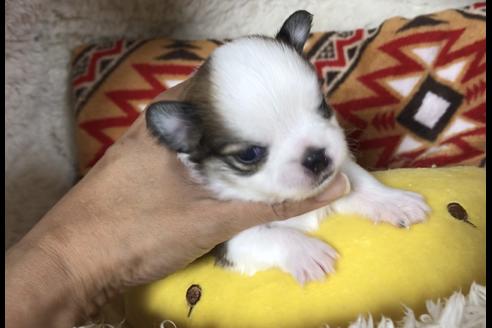 成約済の香川県のチワワ(ロングコート)-75977の9枚目