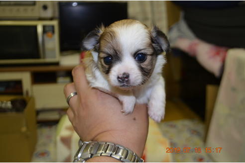 成約済の大阪府のチワワ(ロングコート)-76002の6枚目