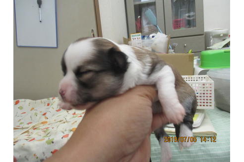 成約済の大阪府のチワワ(ロングコート)-76002の5枚目