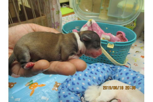 成約済の大阪府のチワワ(ロングコート)-76002の3枚目