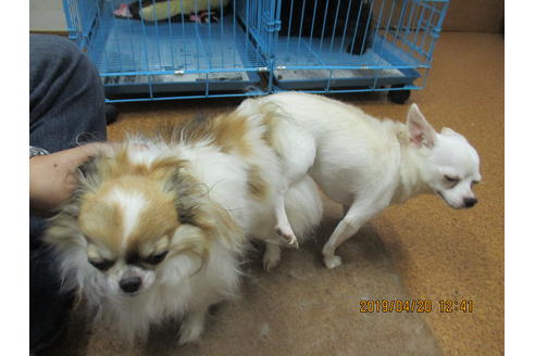 成約済の大阪府のチワワ(ロングコート)-76002の2枚目