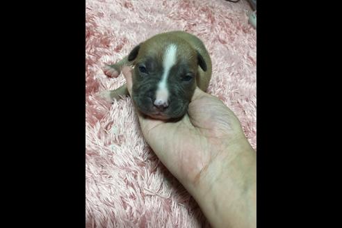 成約済の佐賀県のアメリカンピットブルテリア-75141の26枚目