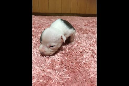 成約済の佐賀県のアメリカンピットブルテリア-74994の16枚目