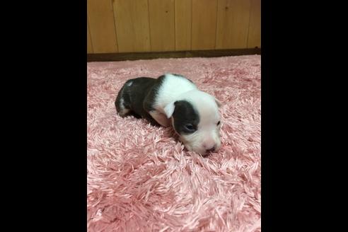 成約済の佐賀県のアメリカンピットブルテリア-74994の15枚目