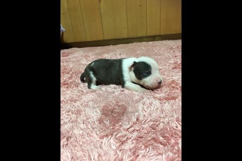 成約済の佐賀県のアメリカンピットブルテリア-74994の11枚目