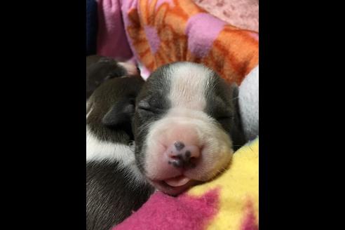 成約済の佐賀県のアメリカンピットブルテリア-75135の34枚目