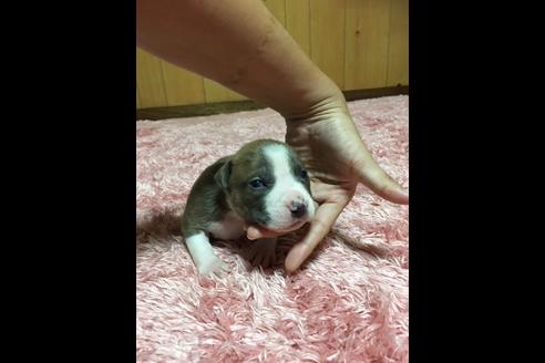 成約済の佐賀県のアメリカンピットブルテリア-74996の32枚目
