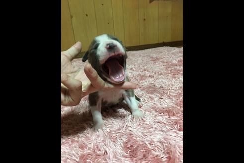 成約済の佐賀県のアメリカンピットブルテリア-74996の31枚目
