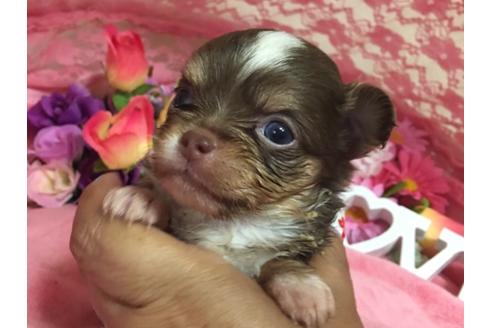 子犬