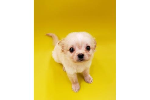成約済の大阪府のミックス犬-76076の9枚目