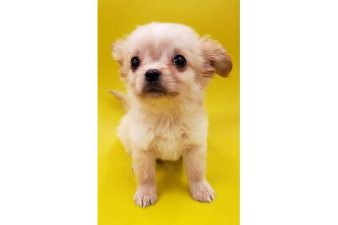 成約済の大阪府のミックス犬-76076の7枚目