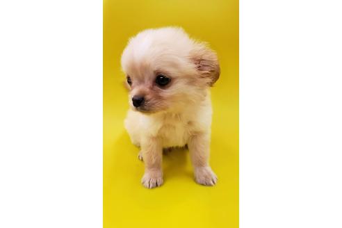 成約済の大阪府のミックス犬-76076の5枚目