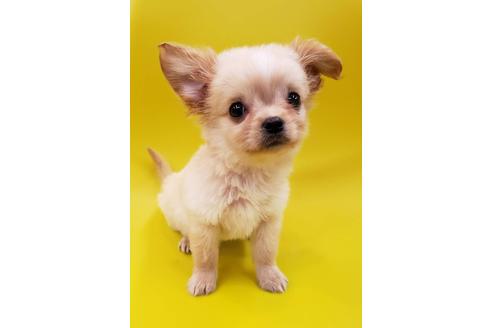 成約済の大阪府のミックス犬-76076の4枚目