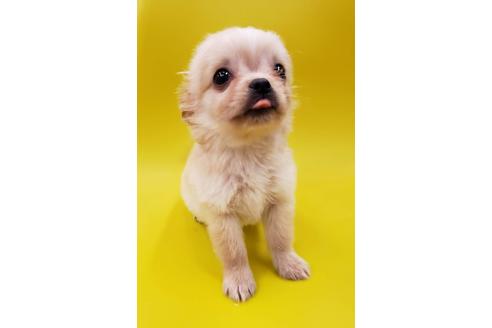 成約済の大阪府のミックス犬-76076の3枚目