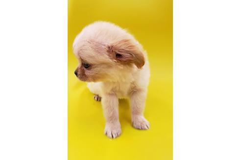 成約済の大阪府のミックス犬-76076の2枚目
