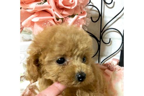 成約済の岡山県のティーカッププードル-75446の3枚目