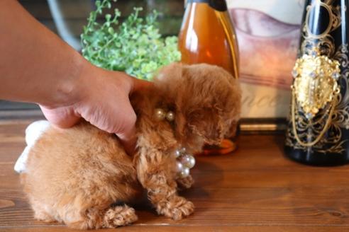 成約済の埼玉県のティーカッププードル-74729の5枚目