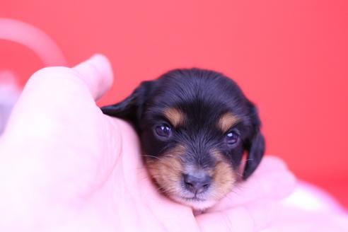 成約済の愛知県のミニチュアダックスフンド(ロングヘアード)-76179の3枚目