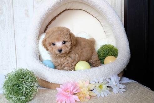 成約済の滋賀県のトイプードル-76186の5枚目