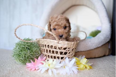 成約済の滋賀県のトイプードル-76186の3枚目