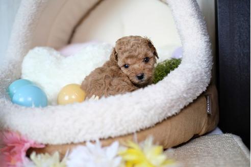 成約済の滋賀県のトイプードル-76186の2枚目